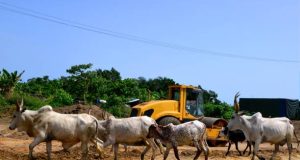 Africa Re relance l’assurance indexée pour protéger le bétail au Nigeria protégez votre élevage avec une assurance bétail adaptée au nigeria. découvrez les garanties, avantages et solutions pour sécuriser vos investissements agricoles contre les risques majeurs.