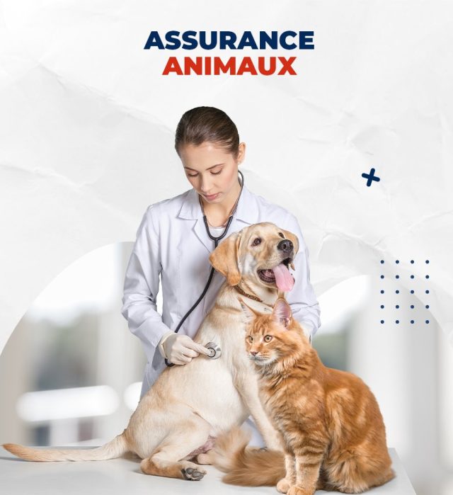 découvrez notre service de distribution d'assurances pour animaux, offrant une protection complète et adaptée pour la santé et le bien-être de vos compagnons.