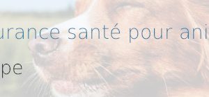 Pet Service Holding s’apprête à commercialiser une nouvelle gamme d’assurances pour animaux découvrez l'assurance animaux lancée par pet service pour protéger vos compagnons à quatre pattes avec des garanties adaptées et un service de qualité.