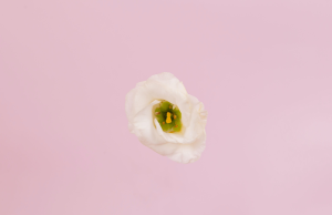 Un salarié surpris à jardiner durant son arrêt maladie : ses indemnités journalières suspendues découvrez pourquoi les indemnités d'un salarié jardinant en arrêt maladie peuvent être suspendues et quelles sont les conditions applicables.