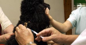 Assurance pour animaux : un marché en pleine croissance de 10 à 70 euros par mois, mais attention aux pièges cachés