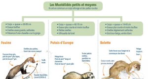 Consultations médicales : les dépassements d’honoraires chez les spécialistes bientôt proscrits ? découvrez les potentielles interdictions des dépassements d’honoraires chez les spécialistes et ce que cela signifie pour vos consultations médicales.